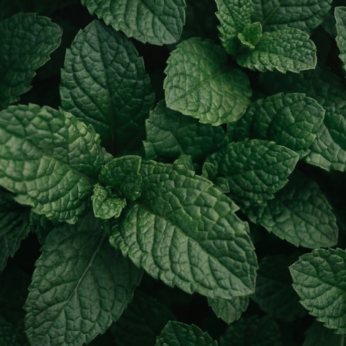 Peppermint Oil
